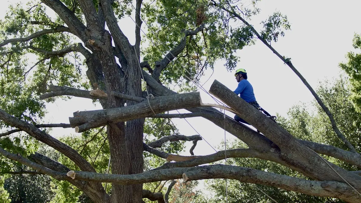 Professional Crown Thinning performed by certified arborists in Rindge